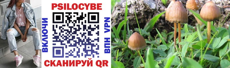 цены наркотик  Крымск  Псилоцибиновые грибы Psilocybine cubensis 